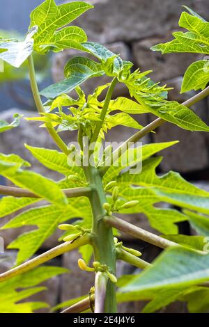 Albero di papaia maschio con fiori Foto Stock