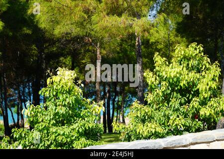 Canne beige su sfondo naturale. Splendido motivo in colori neutri. Minimalista, elegante e di tendenza. Erba piuma. Messa a fuoco selettiva. Alta Foto Stock