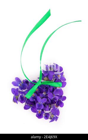 Foglia verde e fiori di legno viola Viola odorata isolato su sfondo bianco. Piante medicinali e da giardino Foto Stock