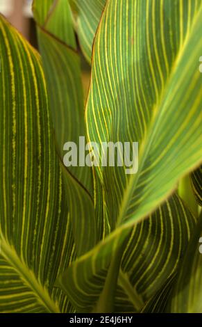 PRIMO PIANO DELLE FOGLIE VARIEGATE DI UN GIGLIO CANNA (CANNA INDICA). NOTO ANCHE COME TIRO INDIANO O ARROWROOT AFRICANO. Foto Stock