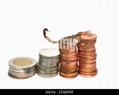 Scorpion arrampicandosi il mucchio di monete isolato su sfondo bianco, pericolo su Business Route, forte protezione del denaro Foto Stock