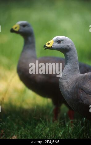 Due CAPE sterile di oche (CEREOPSIS NOVAEHOLLANDIAE) Kangaroo Island, Australia del Sud. Foto Stock