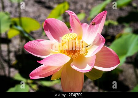 Un'ape che vola da un fiore di loto sacro nel Giardini Botanici di Adelaide Australia Foto Stock