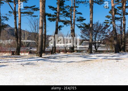 Paesaggio coreano di mattina invernale, una tradizionale casa di hanok vista attraverso i pini del Palazzo Gyeongbokgung. Foto Stock