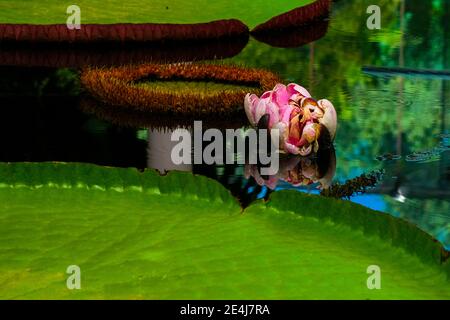 Una fioritura Victoria Amazonica nei Giardini Botanici di Adelaide Australia Foto Stock