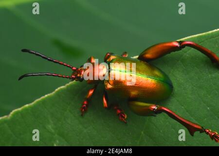 Scarabeo di rana sul bordo verde della foglia Foto Stock