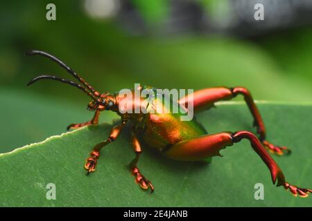 Scarabeo di rana sul bordo verde della foglia Foto Stock