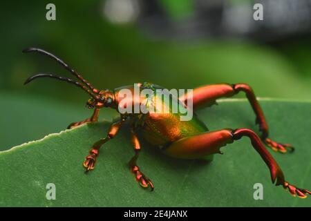 Scarabeo di rana sul bordo verde della foglia Foto Stock