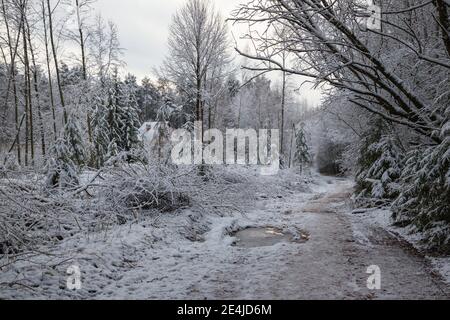 Prima neve nella campagna della Lettonia Foto Stock