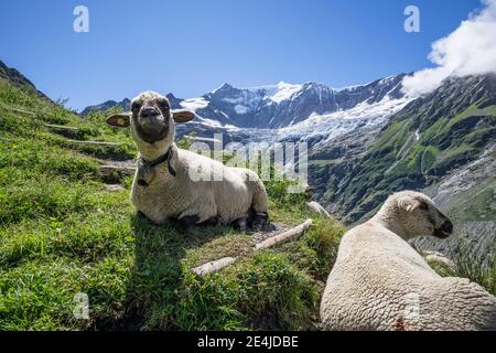 Due Braunkopfiges o pecora di carne a testa marrone su un prato alpino nelle montagne sopra Grindelwald nell'Oberland Bernese, Svizzera Foto Stock