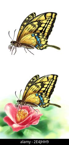 un'illustrazione dettagliata di farfalla e rosa Foto Stock