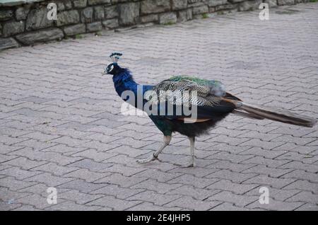 Splendido pavone nello zoo di Francoforte sul meno Foto Stock