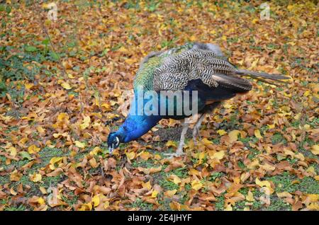 Splendido pavone nello zoo di Francoforte sul meno Foto Stock