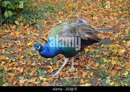 Splendido pavone nello zoo di Francoforte sul meno Foto Stock