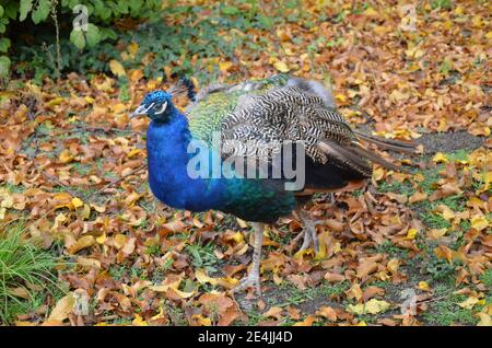 Splendido pavone nello zoo di Francoforte sul meno Foto Stock