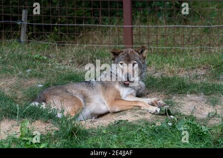 Lupo eurasiatico che si stese a terra, riposandosi, facendo saltare la lingua, guardando verso la macchina fotografica Foto Stock