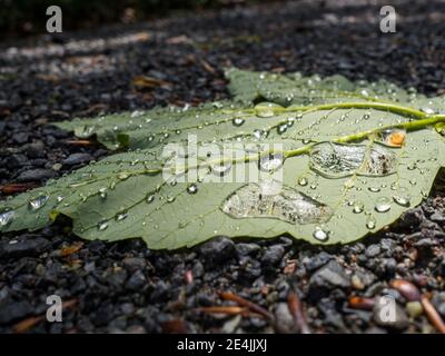 Gocce d'acqua sulla foglia verde caduta Foto Stock