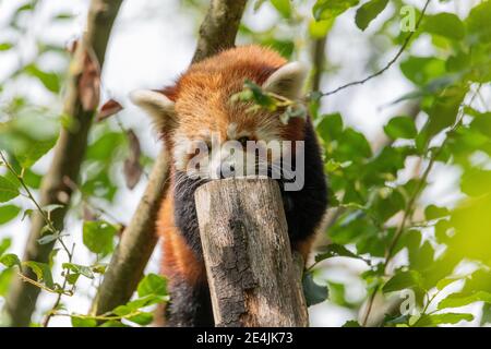 Panda rosso (ailurus fulgens) in piedi su un piccolo tronco di albero con alcune foglie da un albero che lo circonda Foto Stock