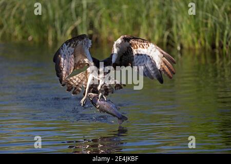 Il falco pescatore occidentale (Pandion haliaetus) decolli dopo il successo dello sciopero delle prede, Ostrobothnia settentrionale, Finlandia Foto Stock