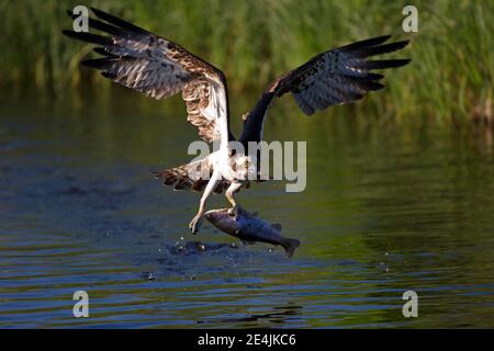 Il falco pescatore occidentale (Pandion haliaetus) decolli dopo il successo dello sciopero delle prede, Ostrobothnia settentrionale, Finlandia Foto Stock