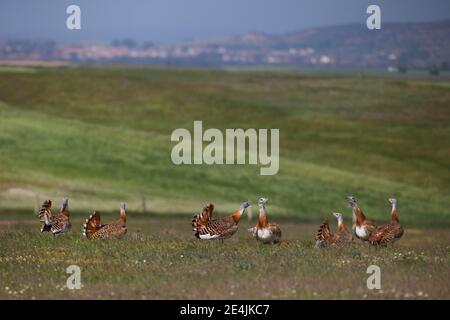 Grande bustard (Otis tarda), gruppo su erba steppa, Estremadura, Spagna Foto Stock