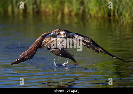 Il falco pescatore occidentale (Pandion haliaetus) decolli dopo il successo dello sciopero delle prede, Ostrobothnia settentrionale, Finlandia Foto Stock