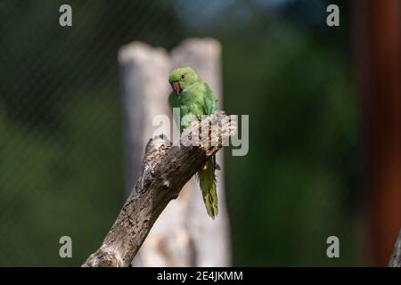 Parakeet (Psittacula krameri) con anello di rosa che si affaccia su un ramo di alberi di legno Foto Stock