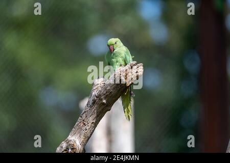 Parakeet (Psittacula krameri) con anello di rosa seduto su un ramo di albero di legno Foto Stock