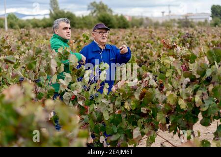 Contadini maschi in piedi in mezzo alla fattoria dell'uva Foto Stock
