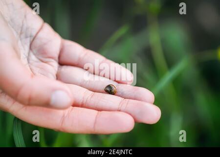 Piccola lumaca in guscio sulla mano del bambino da vicino Foto Stock