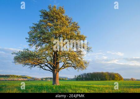 Pero fiorente in primavera, Svizzera Foto Stock