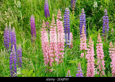 Lupino multilivato, Lupinus polifyllus, Svizzera Foto Stock