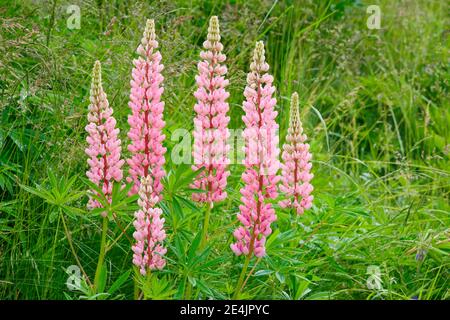 Lupino multilivato, Lupinus polifyllus, Svizzera Foto Stock