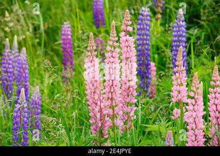 Lupino multilivato, Lupinus polifyllus, Svizzera Foto Stock