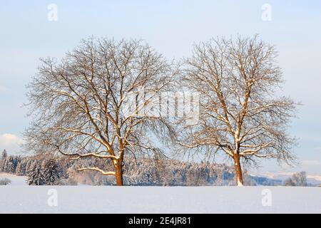 Lime a foglia piccola (Tilia cordata), Lime Tree Mill., Lime Tree, in inverno, Svizzera Foto Stock