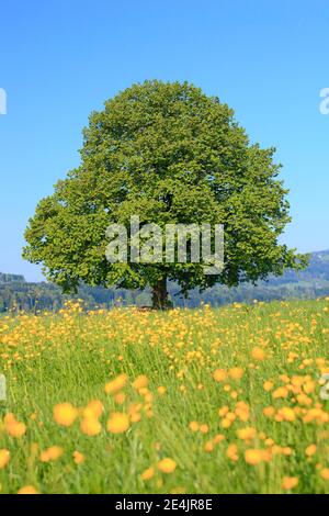 Tiglio (Tilia cordata) Mill., Lime Tree, in primavera, Svizzera Foto Stock