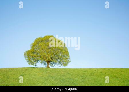 Tiglio vicino a Ebmatingen nell'Oberland di Zurigo, Svizzera Foto Stock