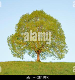 Tiglio vicino a Ebmatingen nell'Oberland di Zurigo, Svizzera Foto Stock