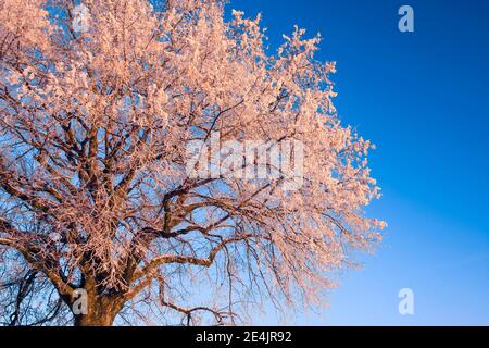 Lime a foglia piccola (Tilia cordata), Lime Tree Mill., Lime Tree, Lime, con brina in inverno, Svizzera Foto Stock