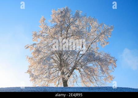 Lime a foglia piccola (Tilia cordata), Lime Tree Mill., Lime Tree, Lime, con brina in inverno, Svizzera Foto Stock