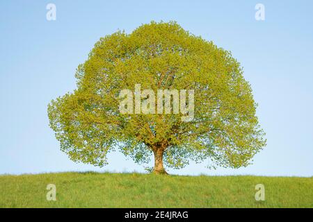 Tiglio vicino a Ebmatingen nell'Oberland di Zurigo, Svizzera Foto Stock