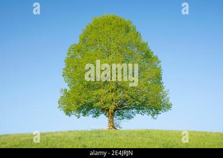 Tiglio vicino a Ebmatingen nell'Oberland di Zurigo, Svizzera Foto Stock