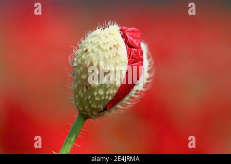 Gossip papavero (Papaver rhoeas), Svizzera Foto Stock