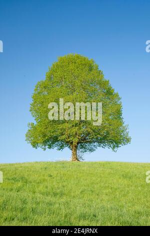 Tiglio vicino a Ebmatingen nell'Oberland di Zurigo, Svizzera Foto Stock