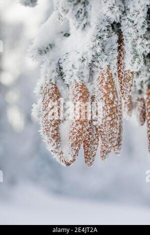 Cono di abete con brina, Svizzera Foto Stock