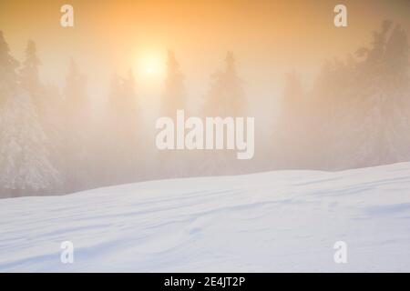 Foresta invernale in nebbia, Svizzera Foto Stock