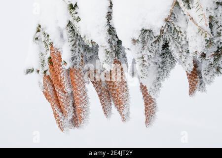 Cono di abete con brina, Svizzera Foto Stock