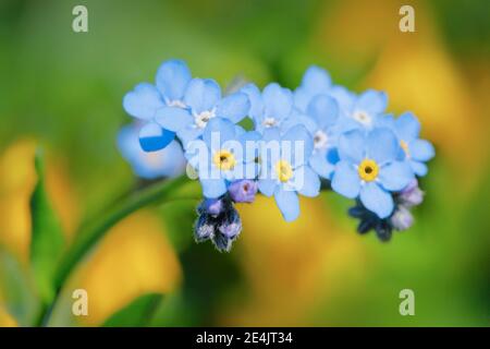 Dimentichi-me-non, Alpi svizzere Foto Stock