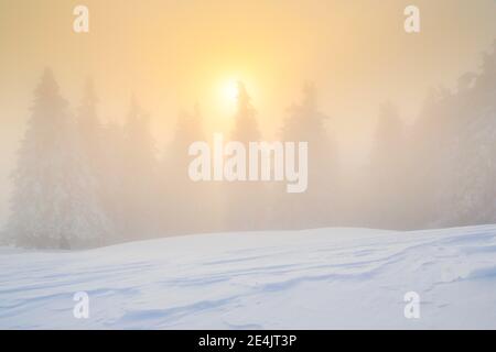 Foresta invernale in nebbia, Svizzera Foto Stock