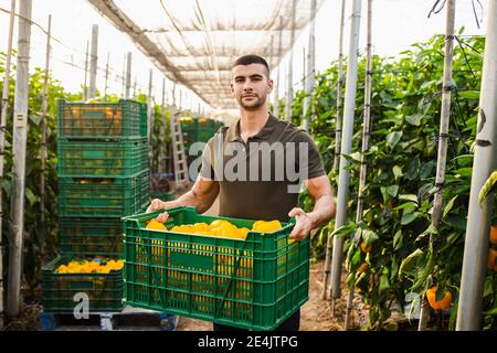 Bel giovane operaio agricolo che porta peperoni gialli in verde cassa di plastica all'azienda Foto Stock